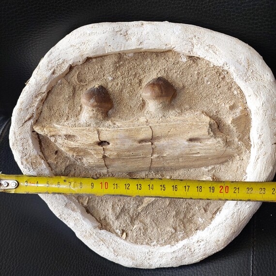 本物のグロビデンスの顎 希少なモササウルスの化石 マトリックス内