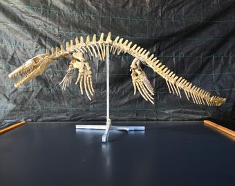 Real Mosasaur Skeleton Fossil – 200 cm (79 Inches) – Original Dinosaur Fossils Museum Paleontology Specimen