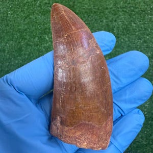 TOP RARE Carcharodontosaurus Fossil Tooth 3.5 inch Museum Quality Dinosaur Paleontology Natural History