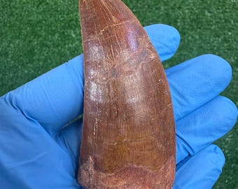 カルカロドントサウルスの歯の展示、実物の化石、白亜紀の恐竜、1億500