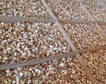 1000 Authentic Mosasaur Teeth: Cretaceous Fossil Collection, Morocco