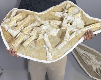 驚くべきプレシオサウルスの椎骨化石 - 先史時代の海生爬虫類