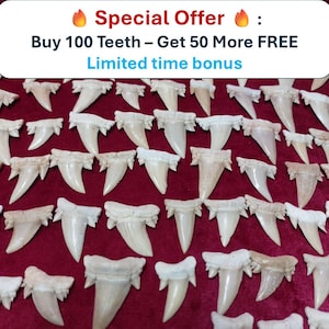 Lot of 150 Rare Aschersonia Shark Teeth – Free 50 Teeth Megalodon Fossilized Prehistoric Shark Fossil
