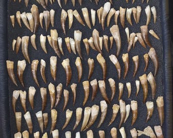 Museum Quality Plesiosaurus Fossil Teeth: Cretaceous Dinosaur Fossils (1.8-3")