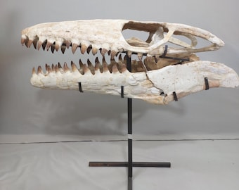 特大プレシオサウルスの歯の化石 – 先史時代の海の驚くべき遺物 - Etsy