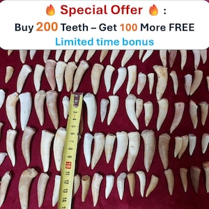 200 PC&#39;s Sand Enchodus Tooth Fossil - Free 100 Teeth Megalodon FISH Fossilized Megalodon Shark
