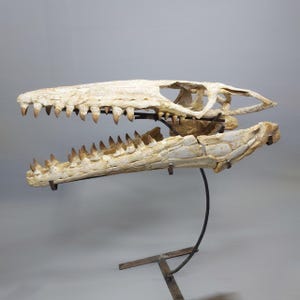 Puede incluir: Un cr&aacute;neo fosilizado de un reptil marino prehist&oacute;rico, montado en un soporte de metal. El cr&aacute;neo es blanco con marcas marrones y tiene dientes afilados.