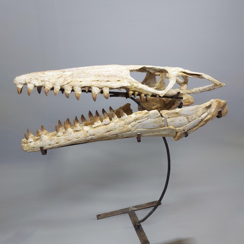 Puede incluir: Un cr&aacute;neo fosilizado de un reptil marino prehist&oacute;rico, montado en un soporte de metal. El cr&aacute;neo es blanco con marcas marrones y tiene dientes afilados.