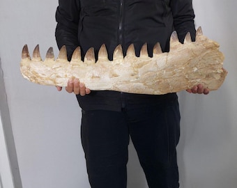 Original Mosasaur Jaw Fossil Dinosaur Jurassic Reptile Museum Fossilized