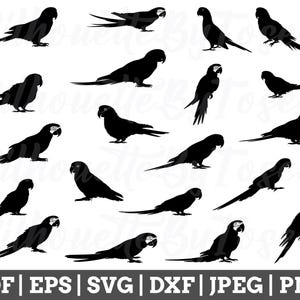 Parrots Svg, Parrot Silhouette, Parrot Cut File, Parrot Cricut, Parrot Vector, Jpeg, Png