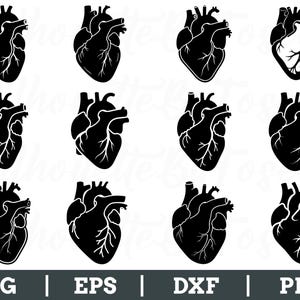 Anatomical Heart Svg, Heart Cut File, Heart Dxf, Heart Vector, Png