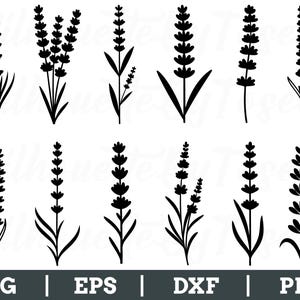 Puede incluir: Ilustraciones vectoriales en blanco y negro de ramitas de lavanda en varios diseños. La imagen incluye diferentes arreglos de las flores y hojas de lavanda. La parte inferior de la imagen incluye el texto "SVG | EPS | DXF | PNG".