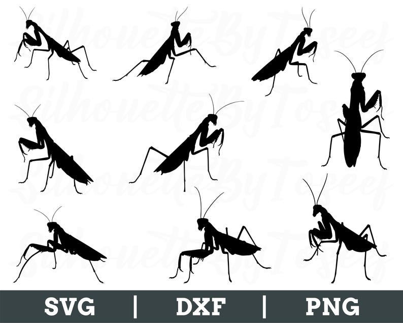 Samuria Mantis Vector Mantis Svg, Mantis Vector, Mantis Silhouette, Mantis Cricut, Mantis Dxf ...