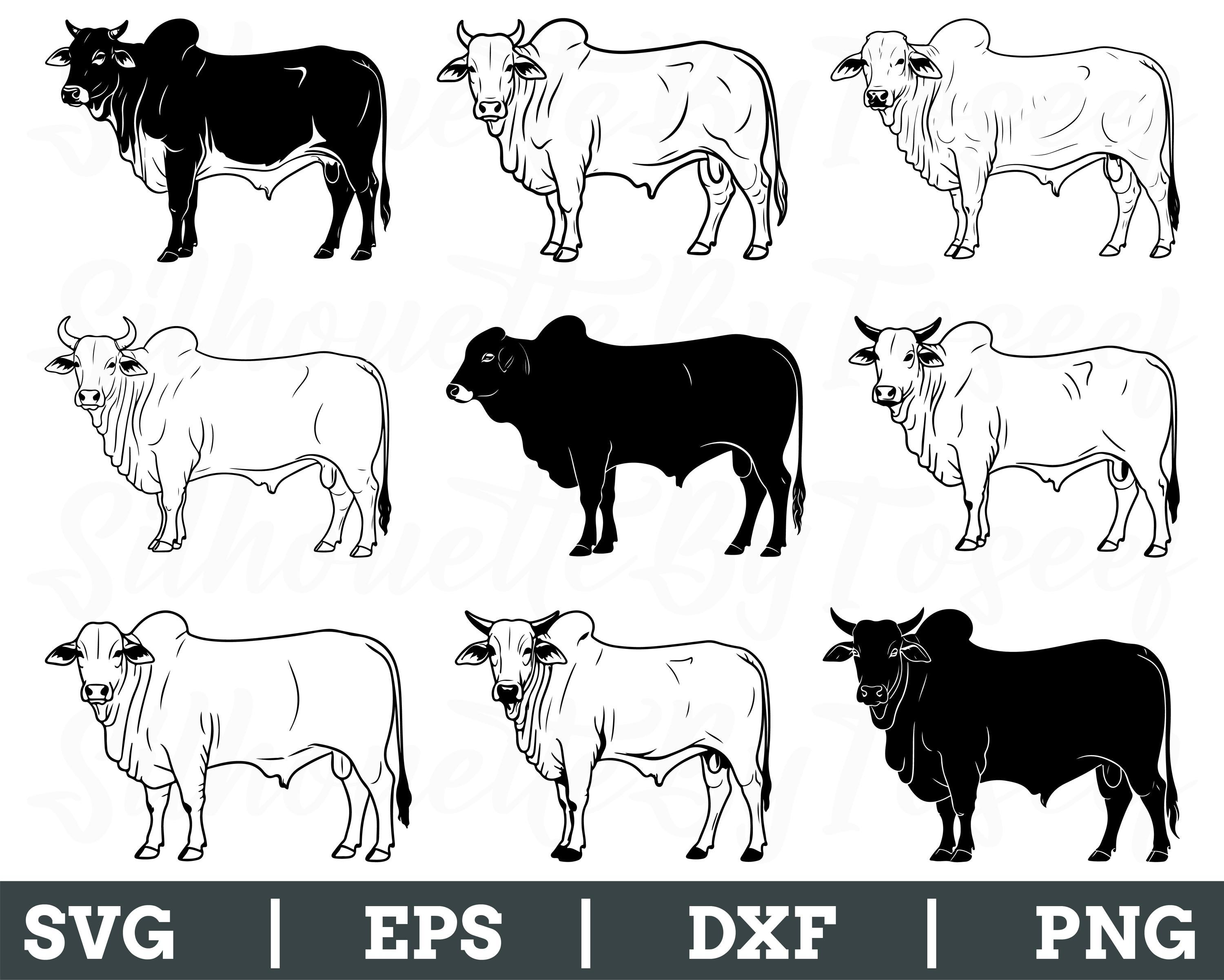 Brahman Bull Svg, Brahman Bull Silhouette, Brahman Bull Vector