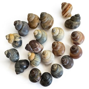 Natural Baltic Sea Snail Shells • Small Beach Shells for Crafts, Decor, Aquarium, Jewelry • 32 pcs • 1 inch, Coastal Boho Supplies