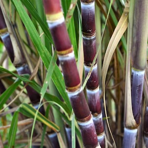 Puede incluir: Primer plano de tallos de caña de azúcar con hojas verdes. Los tallos son de color burdeos intenso con bandas blancas y amarillas. La imagen muestra la planta en su entorno natural.
