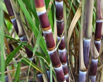 Heirloom Red Strip Sugar Cane Cutting: Easy to Root, Ornamental