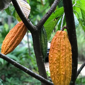Pu&ograve; includere: Primo piano di un ramo di albero di cacao con diversi baccelli di cacao in varie fasi di maturazione. I baccelli variano di colore dal verde all'arancione vibrante, con superfici strutturate. Le foglie verdi lussureggianti fanno da sfondo.