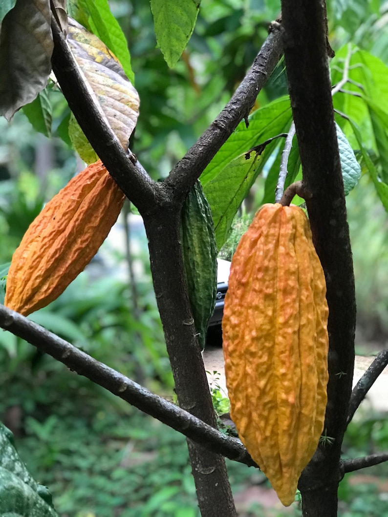Pu&ograve; includere: Primo piano di un ramo di albero di cacao con diversi baccelli di cacao in varie fasi di maturazione. I baccelli variano di colore dal verde all'arancione vibrante, con superfici strutturate. Le foglie verdi lussureggianti fanno da sfondo.