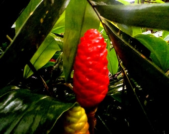 2 champús de rizomas de jengibre: planta de flores rojas fragantes