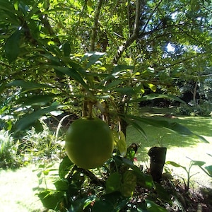 May include: A vibrant green fruit hangs from a tree branch, surrounded by lush green foliage. The image captures a sunny outdoor scene, with the fruit as the focal point. The tree is in a garden setting, with sunlight filtering through the leaves.