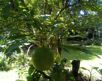 10X Foglie di zucca appena raccolte dall'albero.