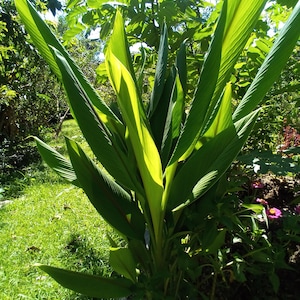 Op de afbeelding: Een zonnige afbeelding van een weelderige groene plant met lange, brede bladeren. De bladeren hebben een prominente centrale ader en een lichtgele tint waar het zonlicht op valt. De plant is omgeven door ander groen.