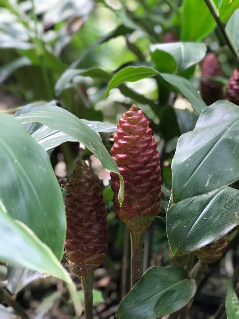 Shampoo Ginger Ryzome 2x Shampoo Ginger Rhizomes: Fragrant Red Flower Plant - Etsy