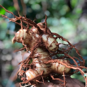 1 Organic fresh Live Galangal Rhizomes (Alpinina Galanga)