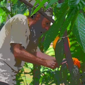 Pu&ograve; includere: Una persona che raccoglie una cabossa di cacao da un albero in un ambiente lussureggiante e verde. La persona indossa una camicia di colore chiaro ed &egrave; concentrata sulla cabossa arancione matura. L'immagine &egrave; ambientata in un ambiente tropicale.