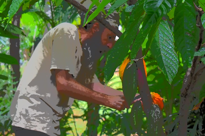 Pu&ograve; includere: Una persona che raccoglie una cabossa di cacao da un albero in un ambiente lussureggiante e verde. La persona indossa una camicia di colore chiaro ed &egrave; concentrata sulla cabossa arancione matura. L'immagine &egrave; ambientata in un ambiente tropicale.