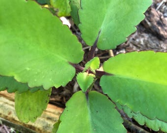 10枚入りフレッシュリーフオブライフ（カランコエ・ピナタまたはブリオフィルム・ピナタム）ミラクルリーフ