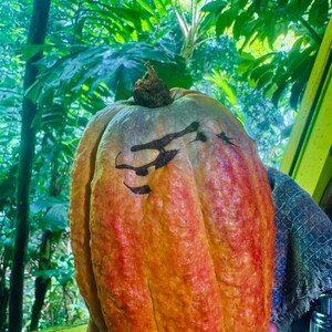 Pu&ograve; includere: Un grande baccello di cacao oblungo con una superficie strutturata. Il baccello &egrave; principalmente arancione con striature rosse e un gambo marrone. Sono visibili segni scuri sulla superficie del baccello. Lo sfondo presenta un rigoglioso fogliame verde.