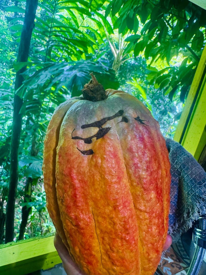 Pu&ograve; includere: Un grande baccello di cacao oblungo con una superficie strutturata. Il baccello &egrave; principalmente arancione con striature rosse e un gambo marrone. Sono visibili segni scuri sulla superficie del baccello. Lo sfondo presenta un rigoglioso fogliame verde.