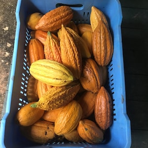 Pu&ograve; includere: Una cassa di plastica blu piena di baccelli di cacao maturi. I baccelli variano di colore dal giallo all'arancione e al marrone, con superfici strutturate. L'immagine &egrave; ripresa dall'alto, mostrando l'intera cassa di cacao raccolto.