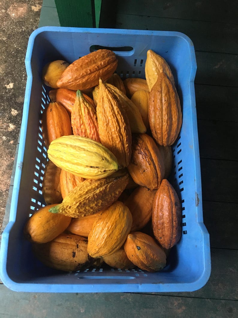 Pu&ograve; includere: Una cassa di plastica blu piena di baccelli di cacao maturi. I baccelli variano di colore dal giallo all'arancione e al marrone, con superfici strutturate. L'immagine &egrave; ripresa dall'alto, mostrando l'intera cassa di cacao raccolto.
