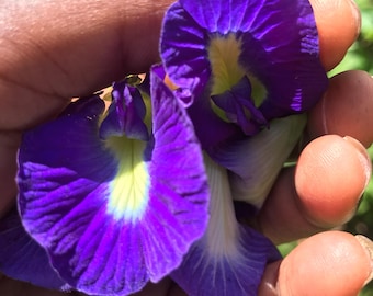 12 semillas de flores de guisantes mariposa azules