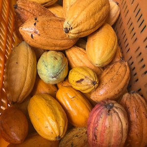 以下が含まれることがあります： オレンジ色のプラスチック製の箱に入ったカカオポッドのコレクションのクローズアップ。ポッドの色は黄色からオレンジ、赤まで様々で、緑色も混ざっています。ポッドは質感があり、様々なサイズと形をしています。