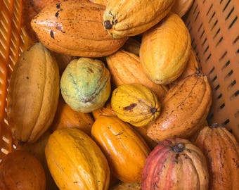 1 rå ekologisk kakaokapsel för frön.