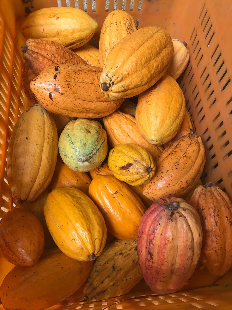 Pu&ograve; includere: Primo piano di una collezione di baccelli di cacao in una cassa di plastica arancione. I baccelli variano di colore dal giallo all'arancione e al rosso, con alcune sfumature verdi. I baccelli hanno una superficie strutturata e sono di varie dimensioni e forme.