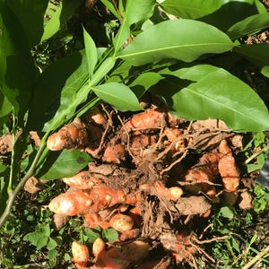 Puede incluir: Primer plano de raíces de cúrcuma recién cosechadas con hojas verdes. La cúrcuma naranja está parcialmente cubierta de tierra y raíces. La imagen se toma al aire libre con luz natural.