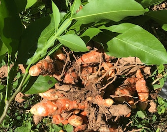 6X Rizomi freschi di curcuma gialla biologica vivi