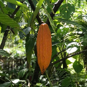Pu&ograve; includere: Un baccello di cacao arancione, con superficie strutturata, &egrave; appeso a un ramo, circondato da foglie verdi. L'immagine cattura la crescita naturale del frutto del cacao in un ambiente tropicale.