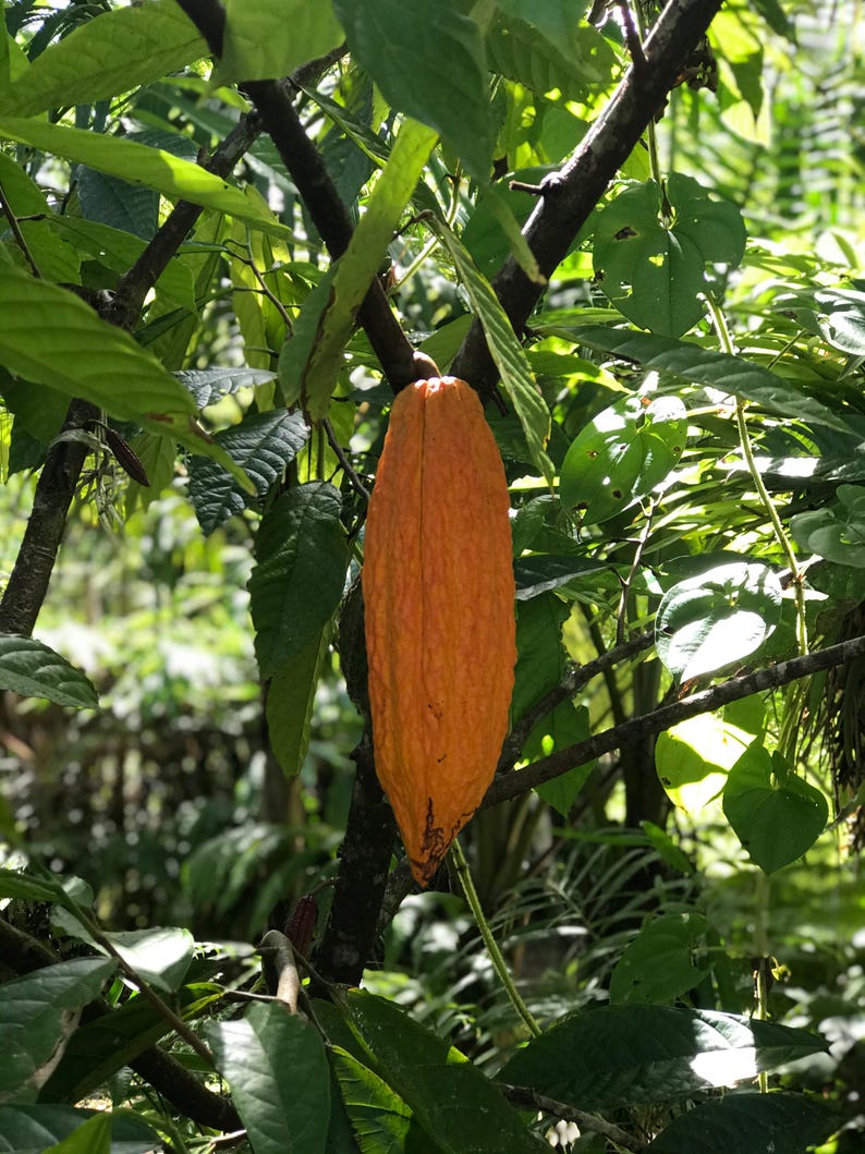 Pu&ograve; includere: Un baccello di cacao arancione, con superficie strutturata, &egrave; appeso a un ramo, circondato da foglie verdi. L'immagine cattura la crescita naturale del frutto del cacao in un ambiente tropicale.