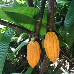 Pu&ograve; includere: Due baccelli di cacao gialli e maturi appesi a un ramo di un albero. I baccelli hanno una superficie strutturata e sono circondati da foglie verdi. Il tronco dell'albero &egrave; marrone e lo sfondo &egrave; pieno di fogliame lussureggiante.