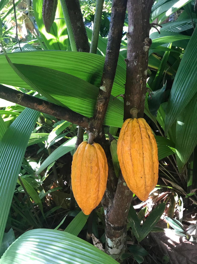 Pu&ograve; includere: Due baccelli di cacao gialli e maturi appesi a un ramo di un albero. I baccelli hanno una superficie strutturata e sono circondati da foglie verdi. Il tronco dell'albero &egrave; marrone e lo sfondo &egrave; pieno di fogliame lussureggiante.