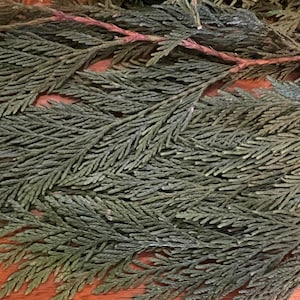 Cedar for Smudging, Incense, Rituals. Sustainably harvested and ready to use.