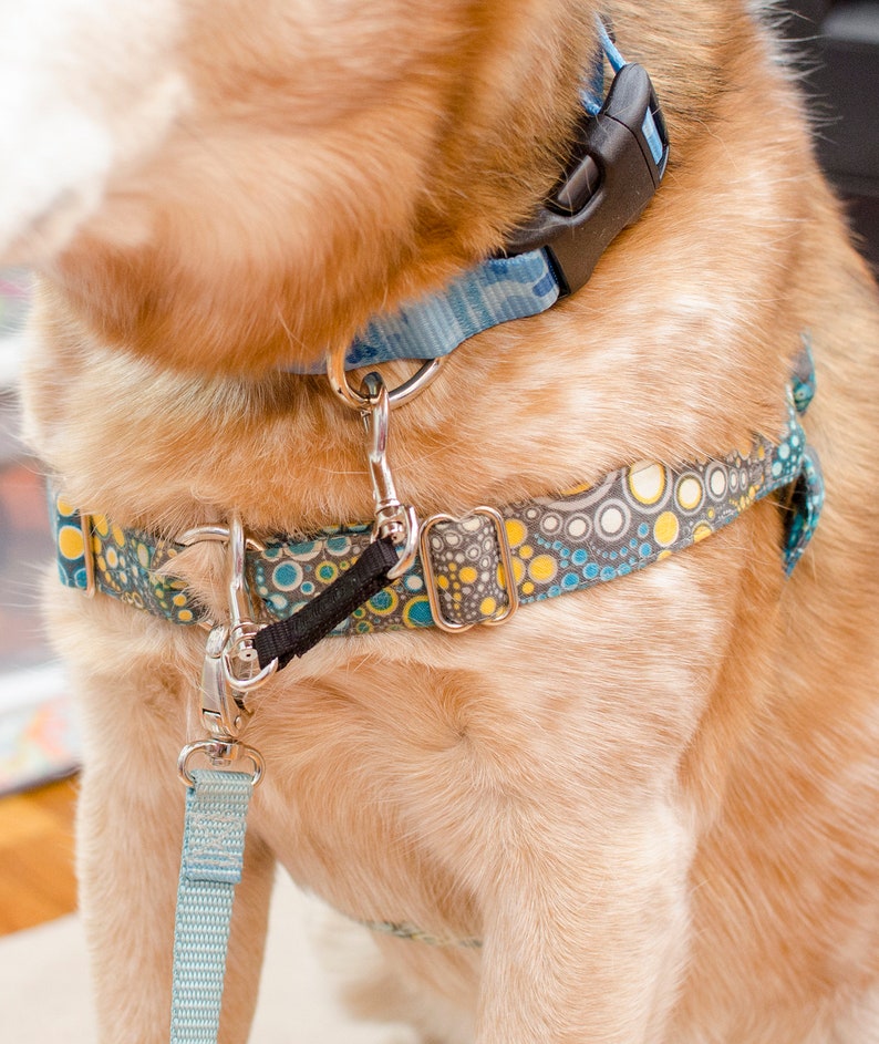 Harness to Collar Safety Clip 3 Widths 25 Colors Safeties Etsy Canada