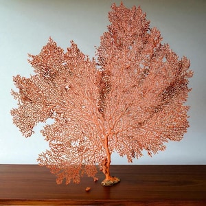 May include: A coral-coloured sea fan, resembling a tree, stands on a dark wooden surface. The intricate, branching structure of the fan is detailed, with a natural, organic aesthetic. The fan's base is attached to a small, textured base.