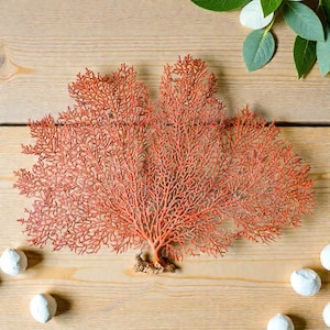 May include: A coral-coloured sea fan with intricate branching patterns, displayed on a light wooden surface. The fan is accompanied by small, white, round objects and green leaves, creating a natural, decorative theme.